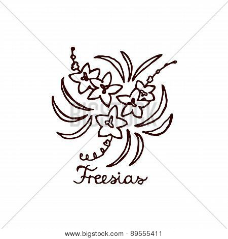 Handsketched bouquet of freesias
