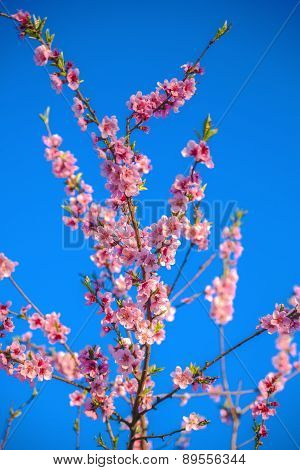 Spring Flowers