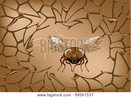 Abstract Net With Fly