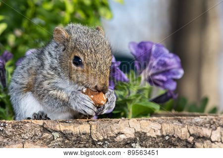 Baby Gray Squirrel