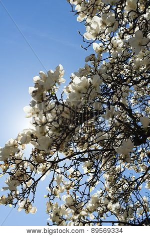 Magnolia With White Flowers