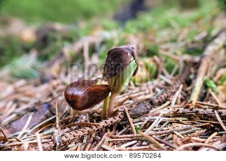 common beech (Fagus sylvatica)