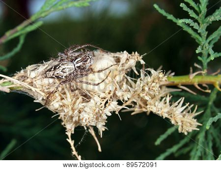 Spider On Egg Cocoon