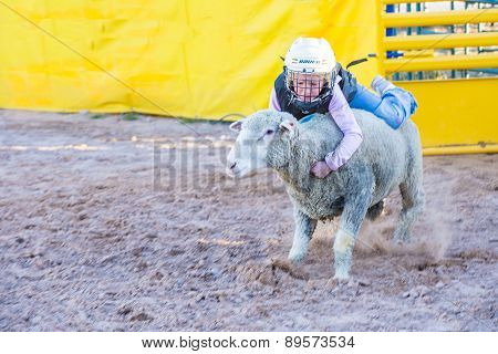 Mutton Busting