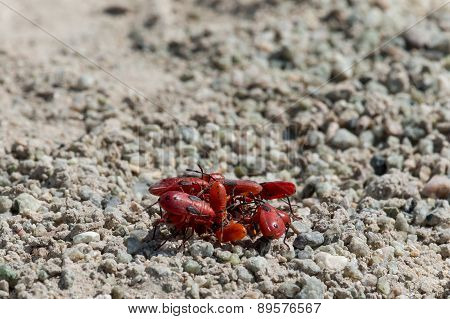 Red Insects Gathering For A Meeting