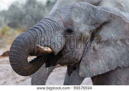 Elephant Drinking