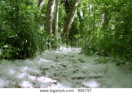White Path