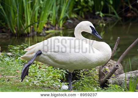 Trumpetaren Swan står i vila