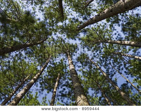 Conifer kapell