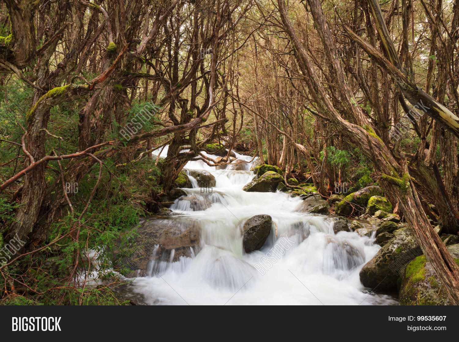 Image Preview