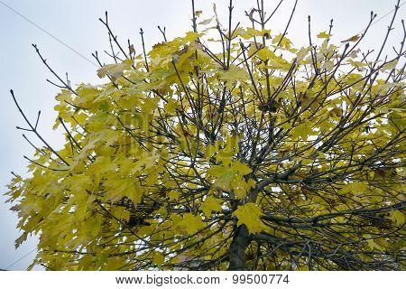 Autumn leaves of a tree