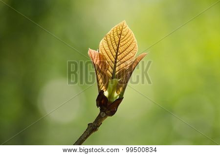 Green Leaf Background And  Blue Sky.
