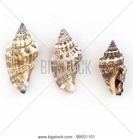 Strombidae Shells