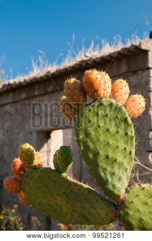 Cactus Plant And Prickly Pears