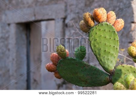 Cactus Plant And Prickly Pears