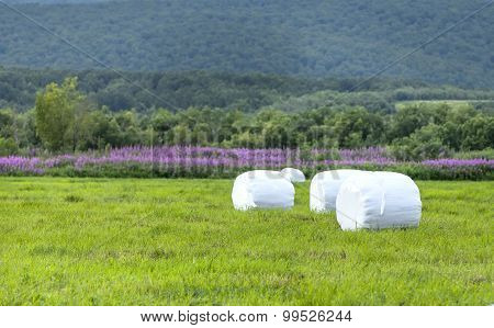 Hay in the field rolled up white plastic on Kamchatka