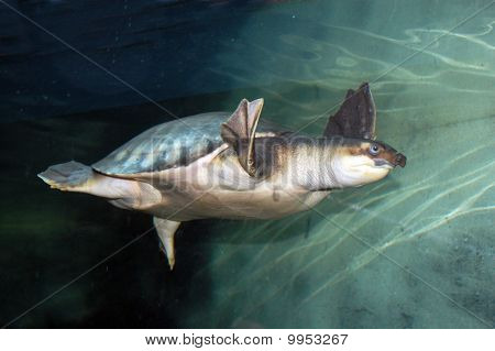 Swimming Sea Turtle