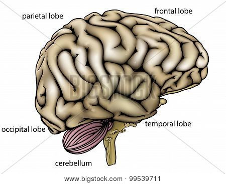 Brain Diagram With Labels Images, Illustrations & Vectors (Free) - Bigstock