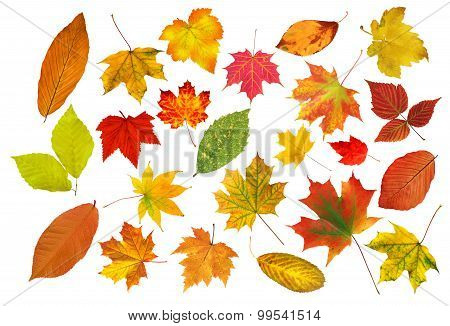 Collection Beautiful Colourful Autumn Leaves Isolated On White