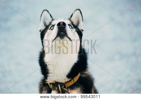 Close Up Young Happy Husky Puppy Eskimo Dog