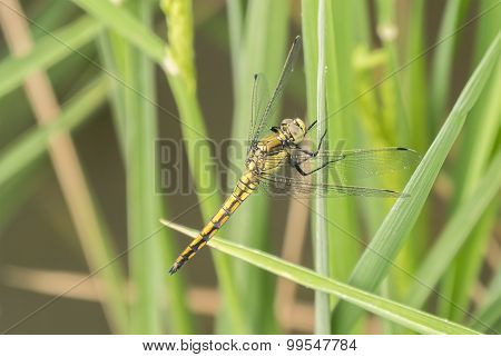 Dragonfly Perched On A Leaf