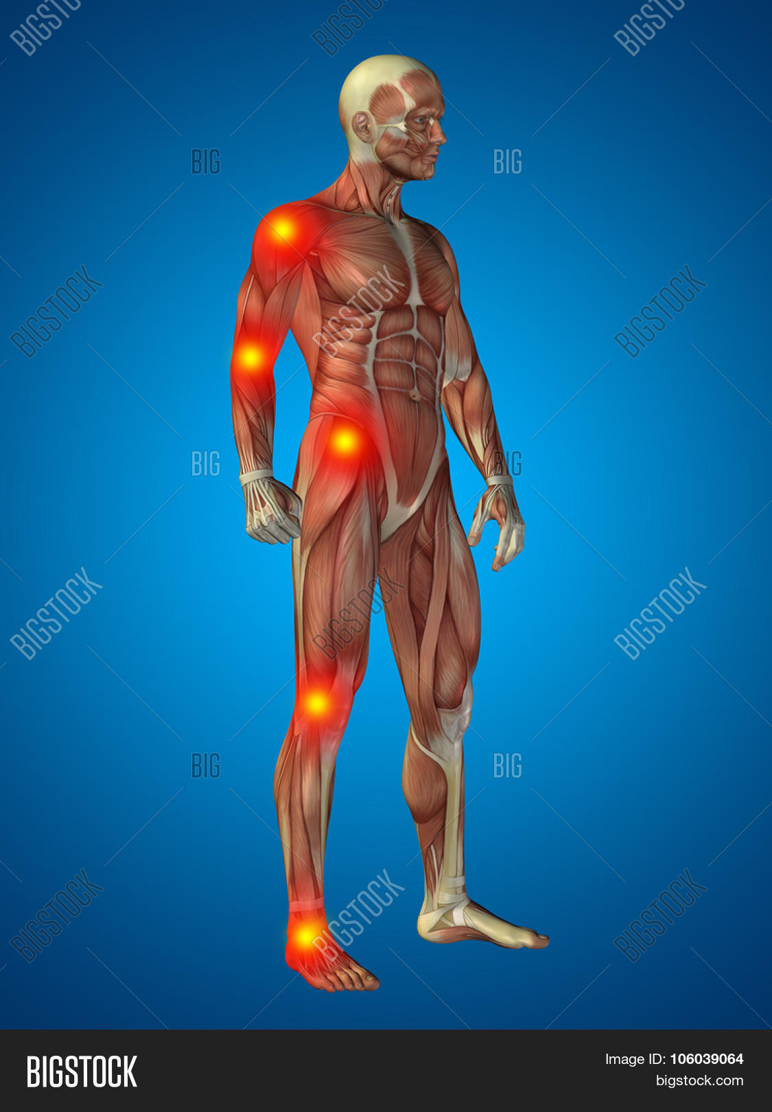 3D Human Man Muscles Image & Photo (Free Trial) Bigstock