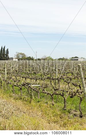 The Wine Walk, Uruguay