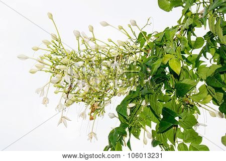 Cork Tree , Indian Cork on white background