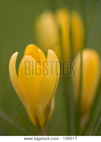 Crocus