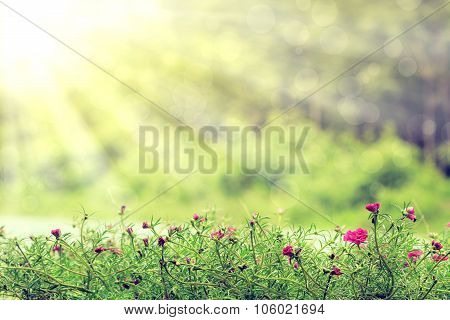 Beautiful Pink Pusley With Ray Of Lights And Bokeh At Morning Sunrise