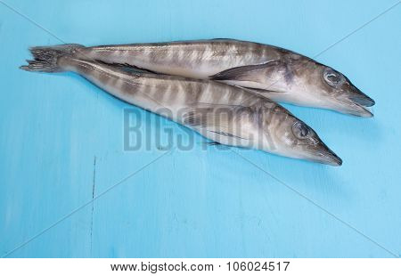 Icefish