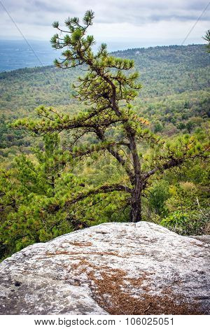 Pine Tree On Ridge