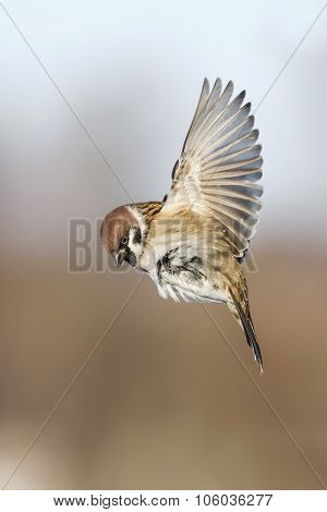 flying Sparrow