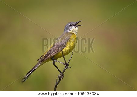 Singing Wagtail