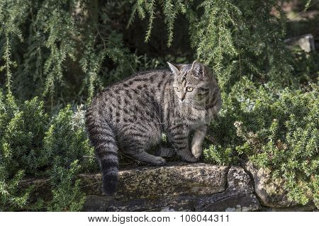 small siberian cat on a ledge on the garden