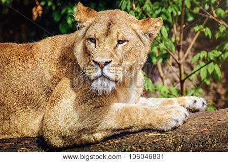 Lioness