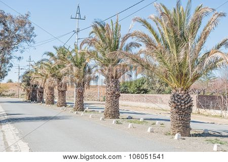 Date Palm Lined Street In Carnavon