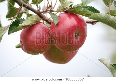 Apples In Orchard