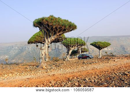 Socotra Off-road Safari