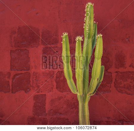 Green Cactus Over Red Wall, Santa Catalina Monastery, Arequipa, Peru