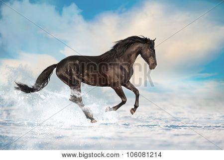 Horse in winter