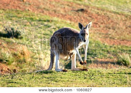 Australien 237