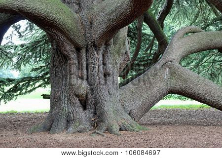 Cedar of Lebanon trunk