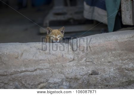 Kitten First Steps