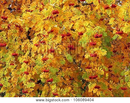 Red Sorbus Bunches Among Autumn Leaves