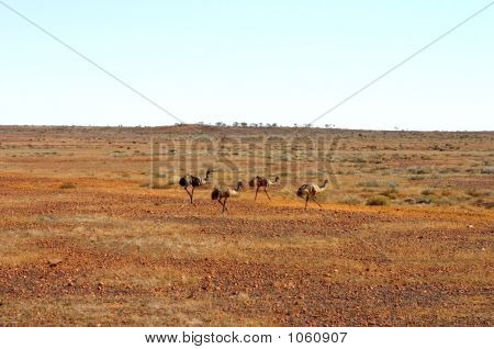 Australien 272