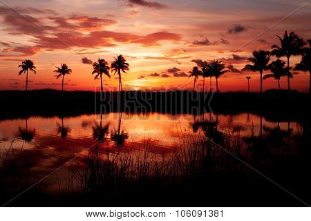 Tropical Sun Fire