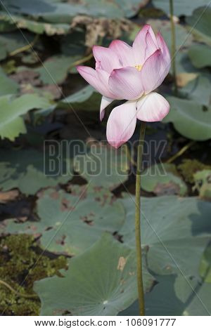 Pink Lotus Flowers Growing In Asian Lakes Flora Of The World