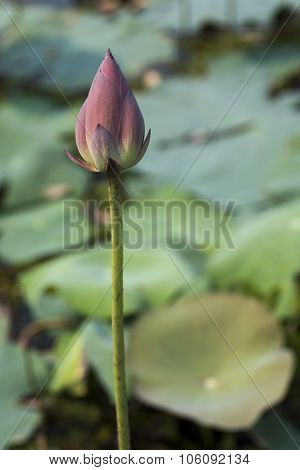 Pink Lotus Flowers Growing In Asian Lakes Flora Of The World