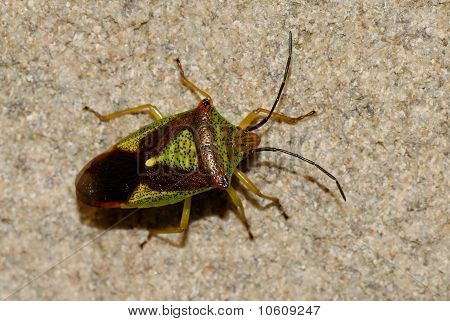 Bug de escudo do espinheiro